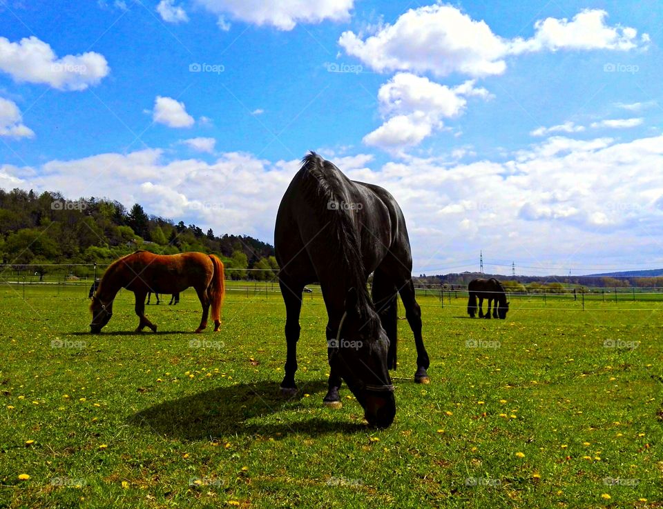 beautiful horses