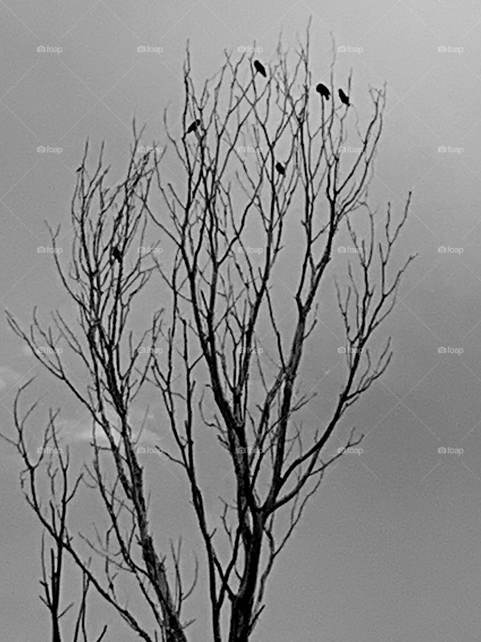 Crows on branches 