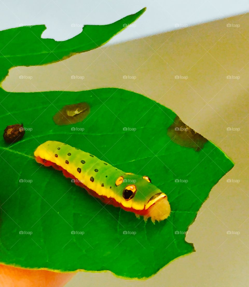 Eyed Caterpillar . Fun in Biology 