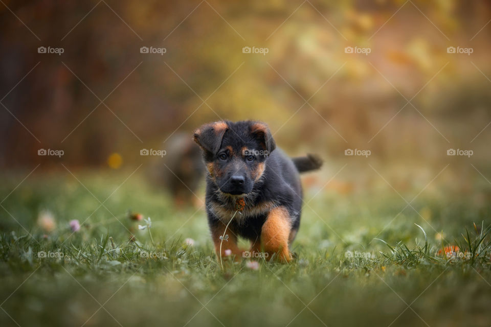German Shepherd Puppy outdoor portrait