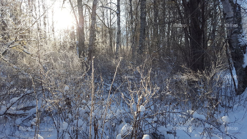 Winter, Snow, Cold, Wood, Landscape