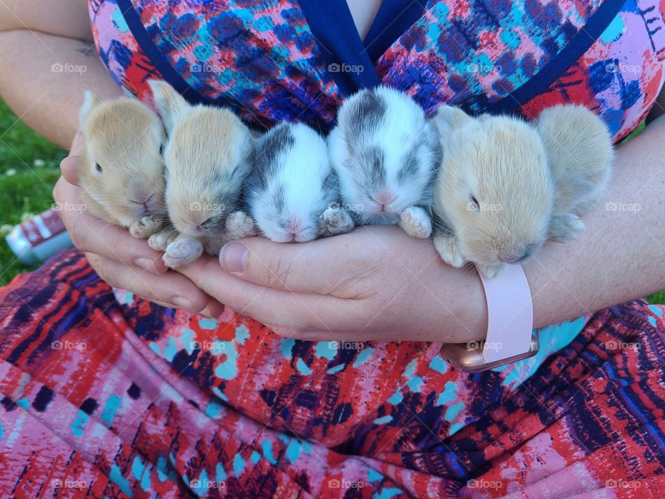 holding a whole litter of bunnies
