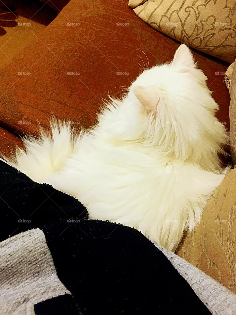 Watching movie 🎻