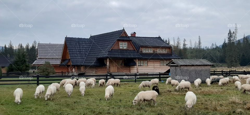 sheeps in the mountains