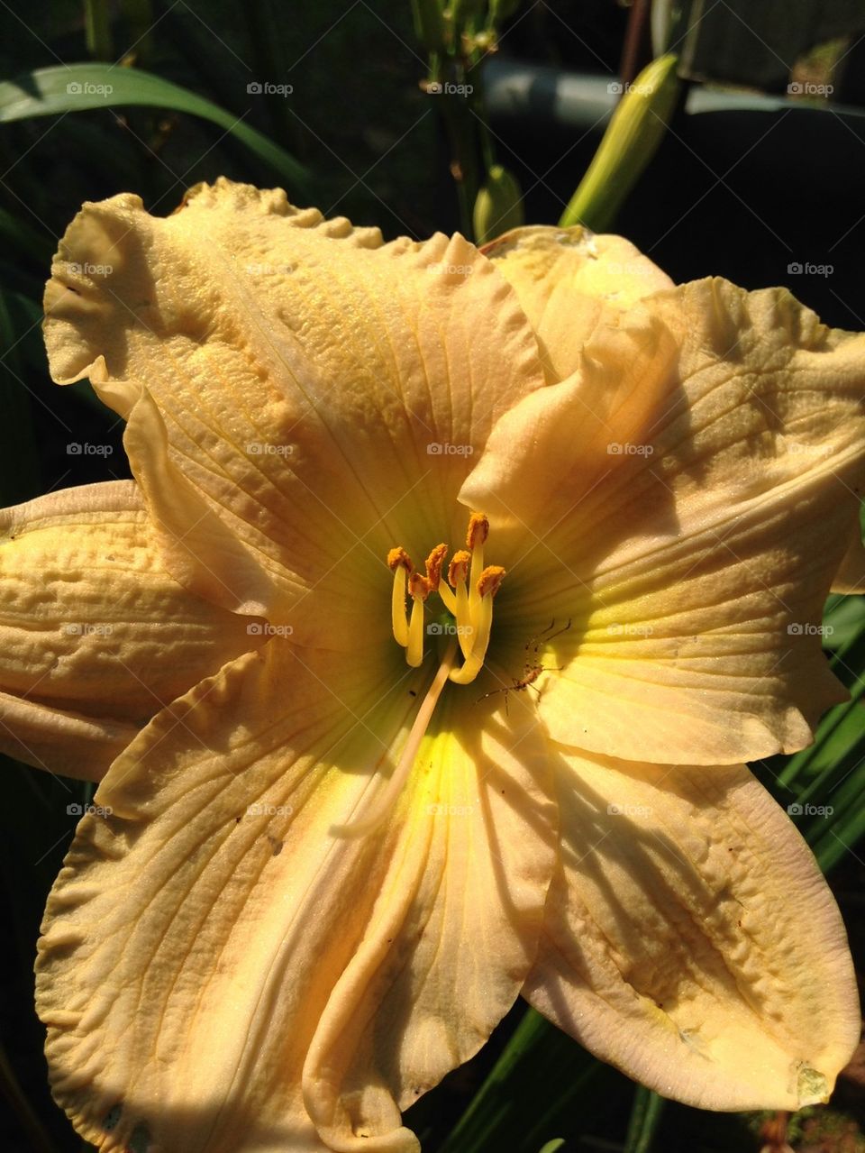 Yellow day lily