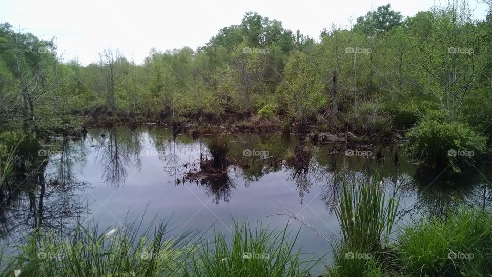 swamp serine