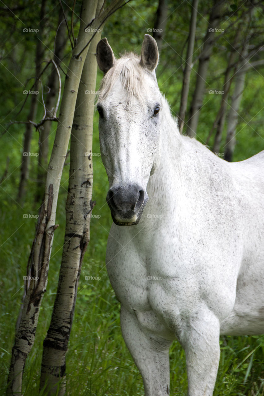 Wild horse hiding in the trees. 