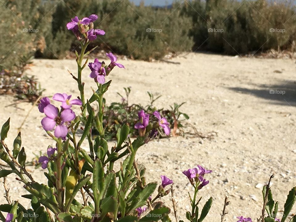 Seashore wildflowers, south Australia 