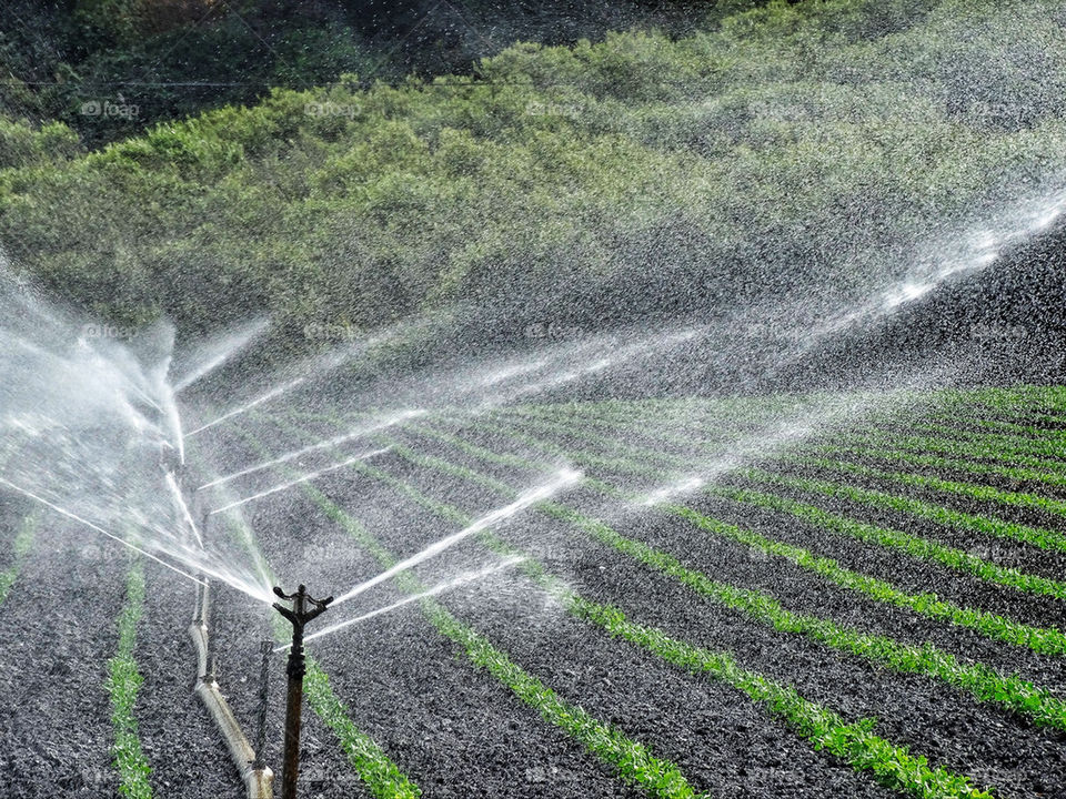 Vigorous sprinklers irrigate a California crop field