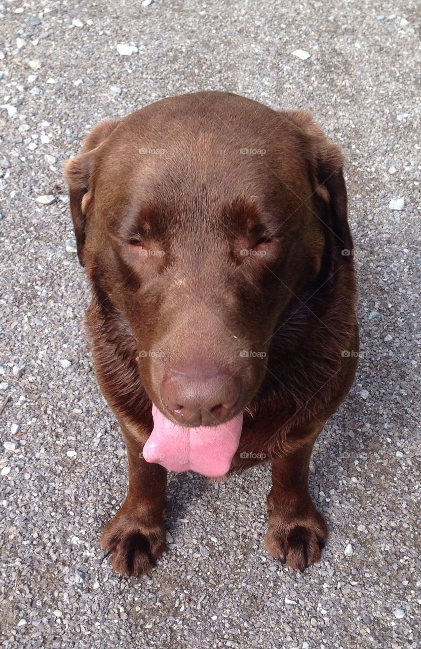 Chocolate lab