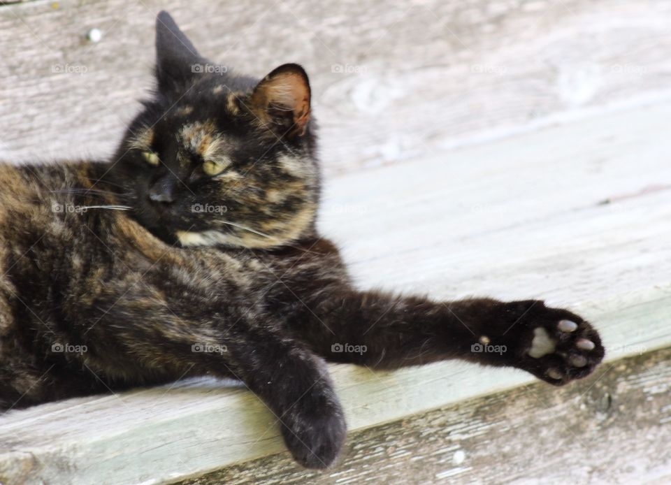 Summer Pets - a tortoise shell cat resting on a wooden porch step