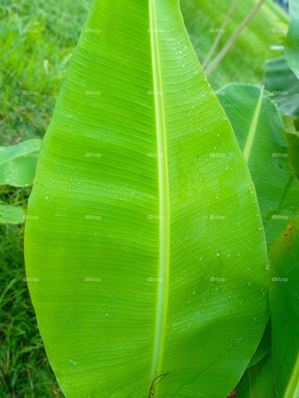 Banana leaves