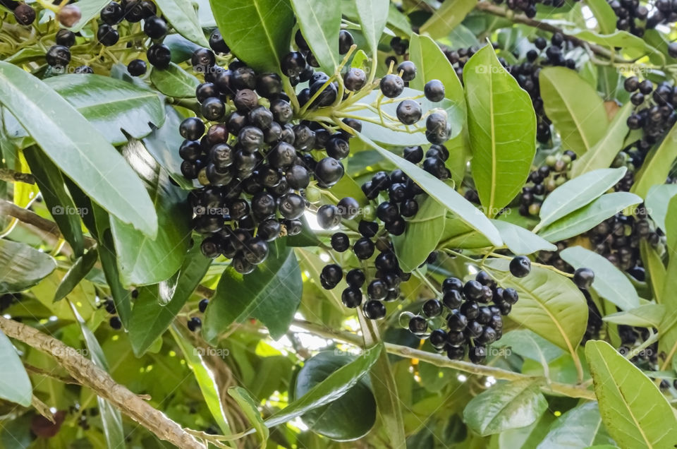 Pimento On Tree