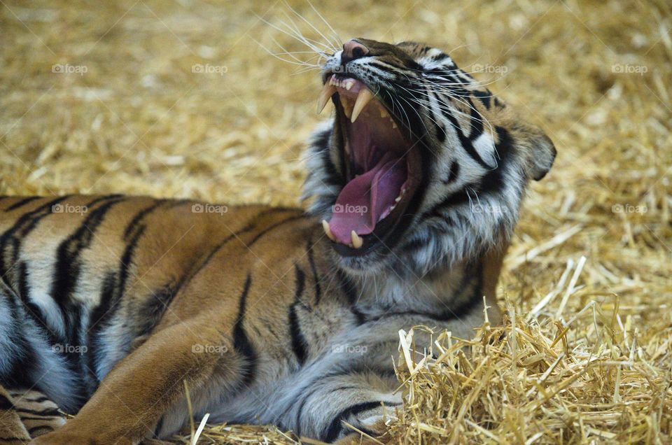 Tigress yawning
