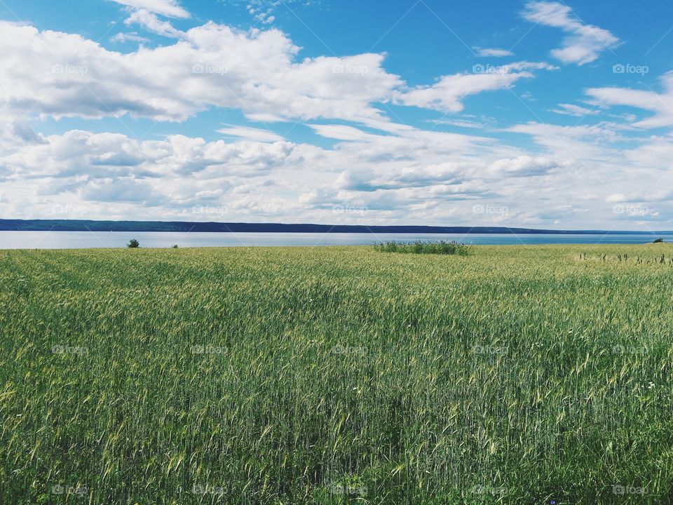 Green Fields with Lake