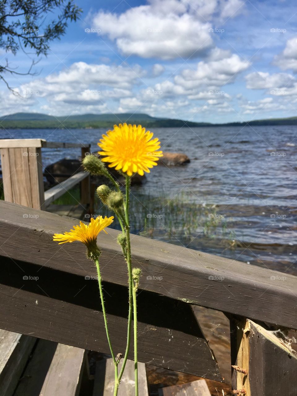 Bright yellow dandelions closeup foreground with Adirondack mountains and lake background 