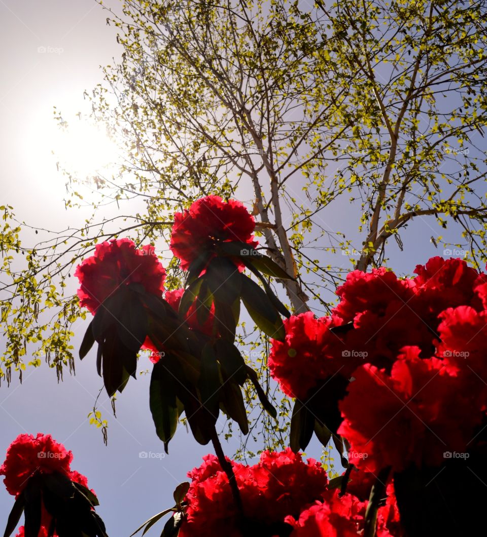 Rhododendron Up to the Sky