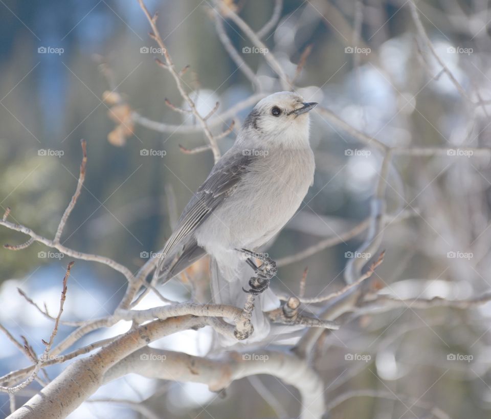 Grey Jay