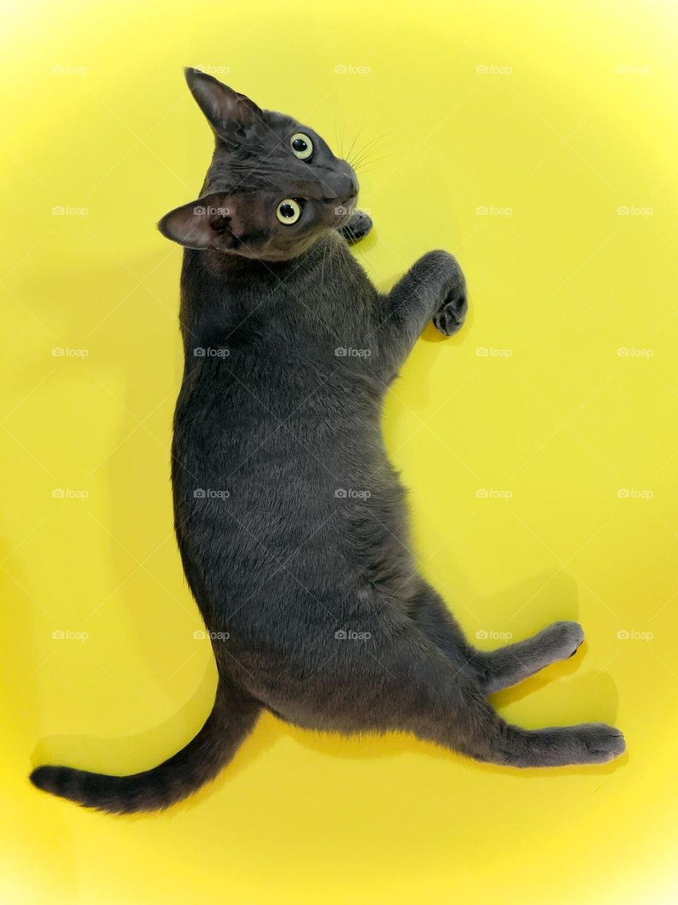 Cat sitting on a yellow background 