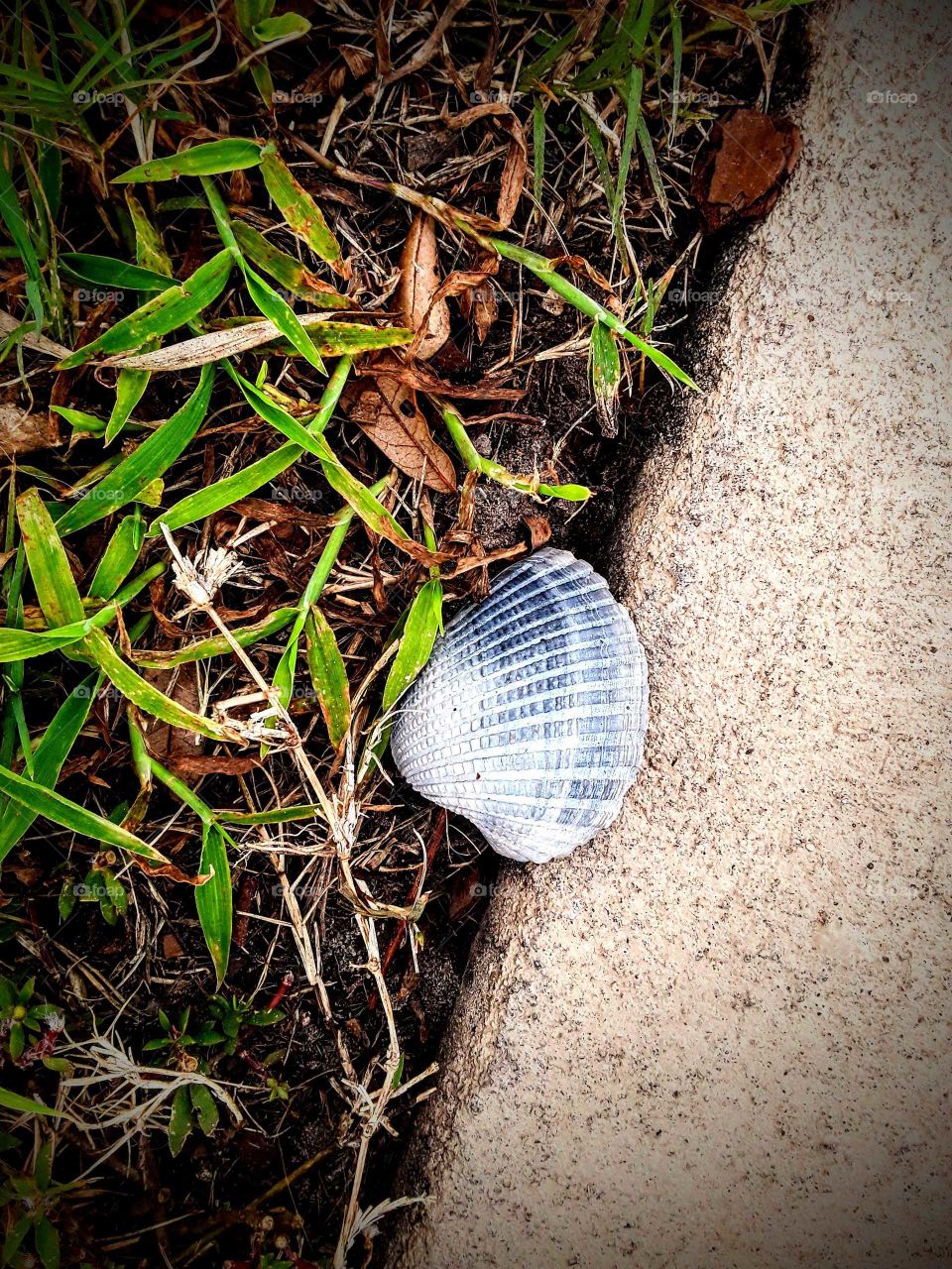 sea shell on the path