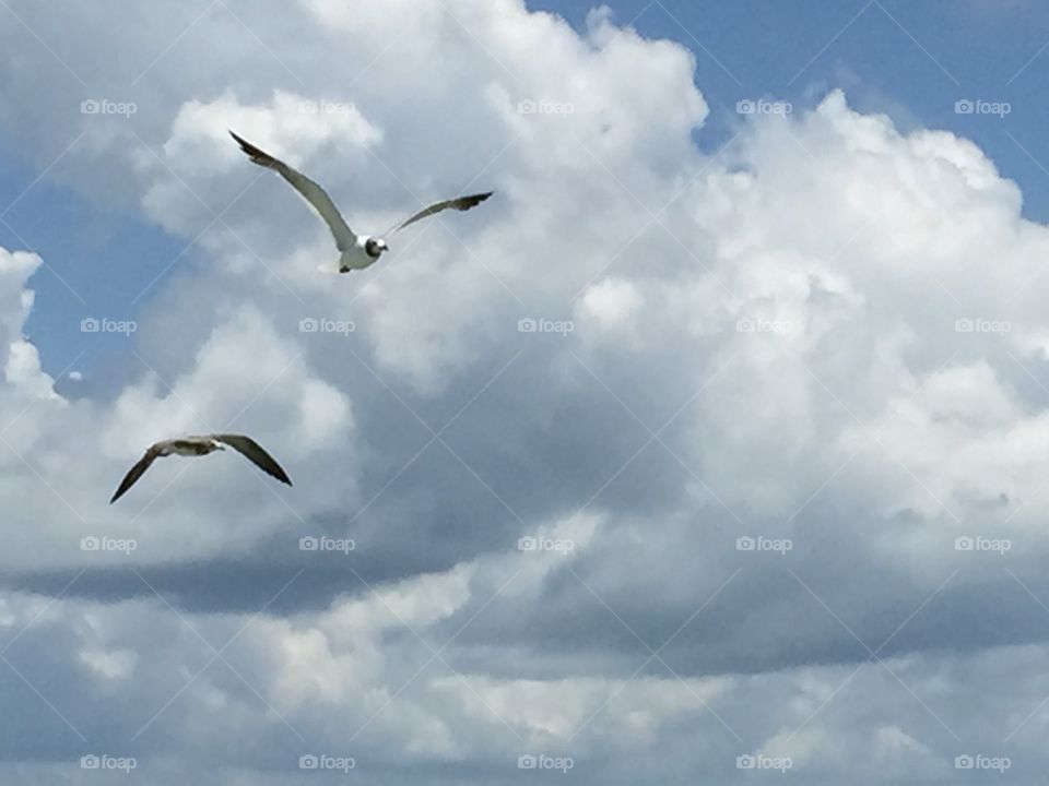 Seagulls in Galveston 