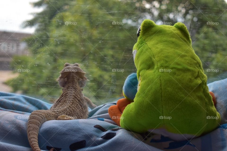 child’s toy and lizard