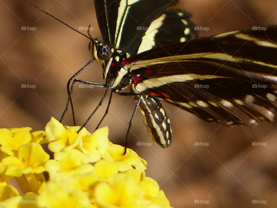 Swallowtail butterfly on yellow flower 