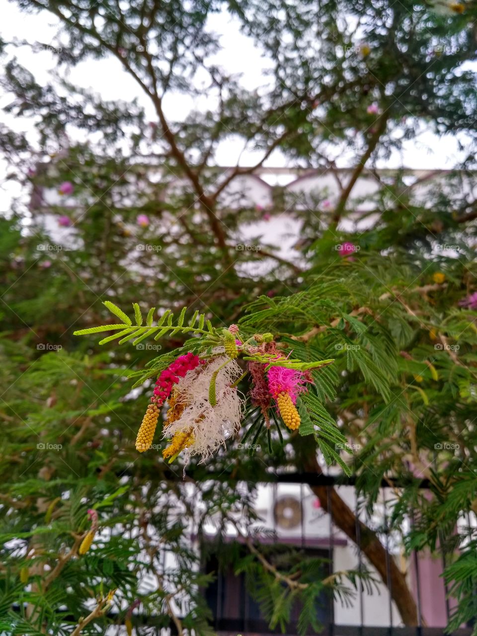 Multi colours flower plant