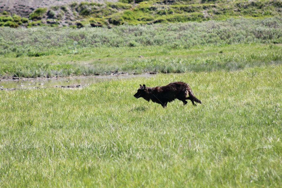 Black wolf wild wildlife animal dangerous Beautiful running tall grass Green animals wolves 