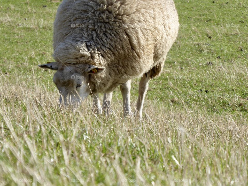 grazing sheep 