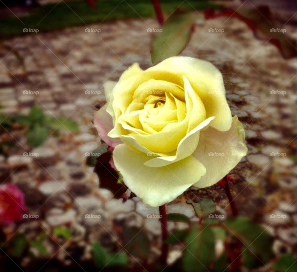 🌹 🇺🇸 Very beautiful flowers to brighten our day.  Live nature and its beauty. Did you like the delicate petals? / 🇧🇷 Flores muito bonitas para alegrar nosso dia. Viva a natureza e sua beleza. Gostaram das pétalas delicadas? 