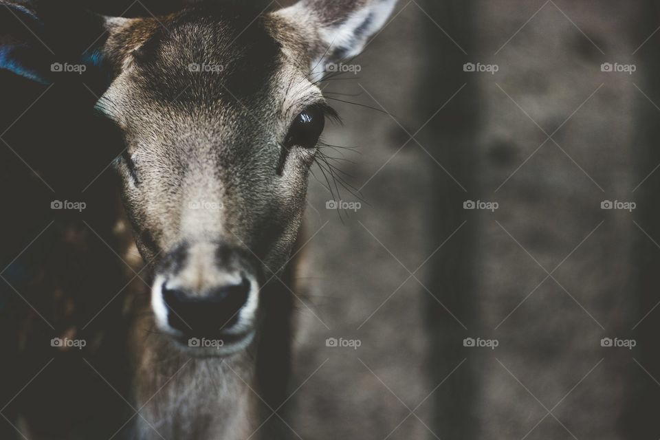 Deer in cage