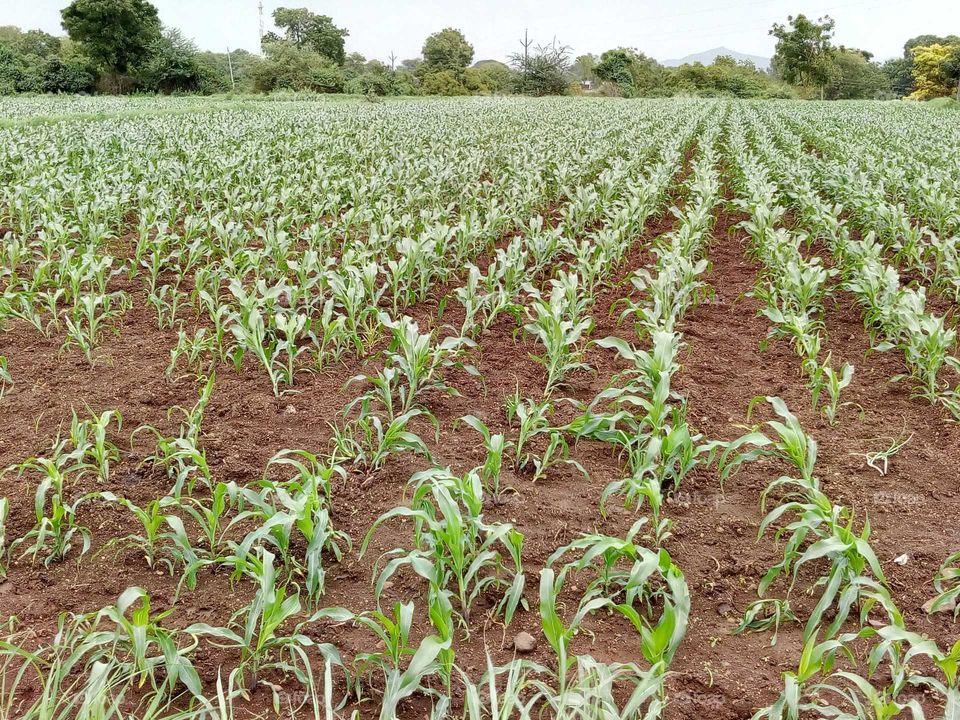 Maize Crop growth in the farm