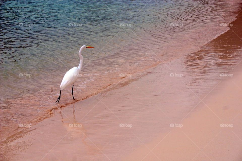 Egret on the beach