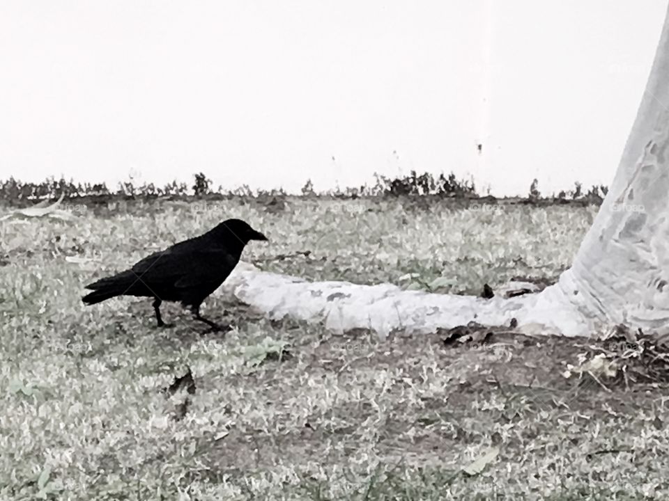 A raven near the tree.