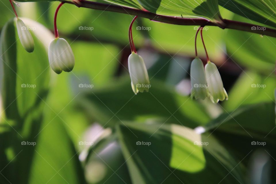 Hosta blooms 