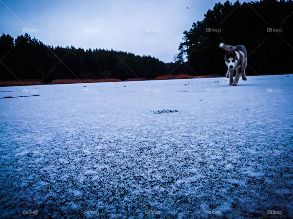 Husky ice runs on ice