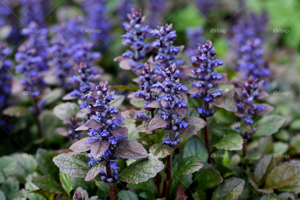 beautiful flowers