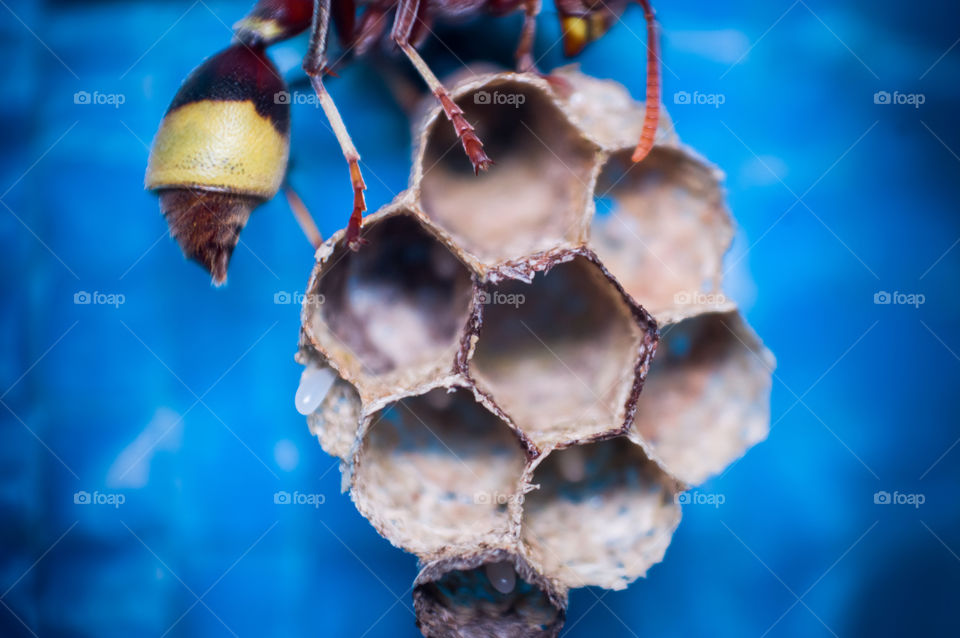 Macro shot of natural hexagon built by wasp.Yes it's a wasp nest.