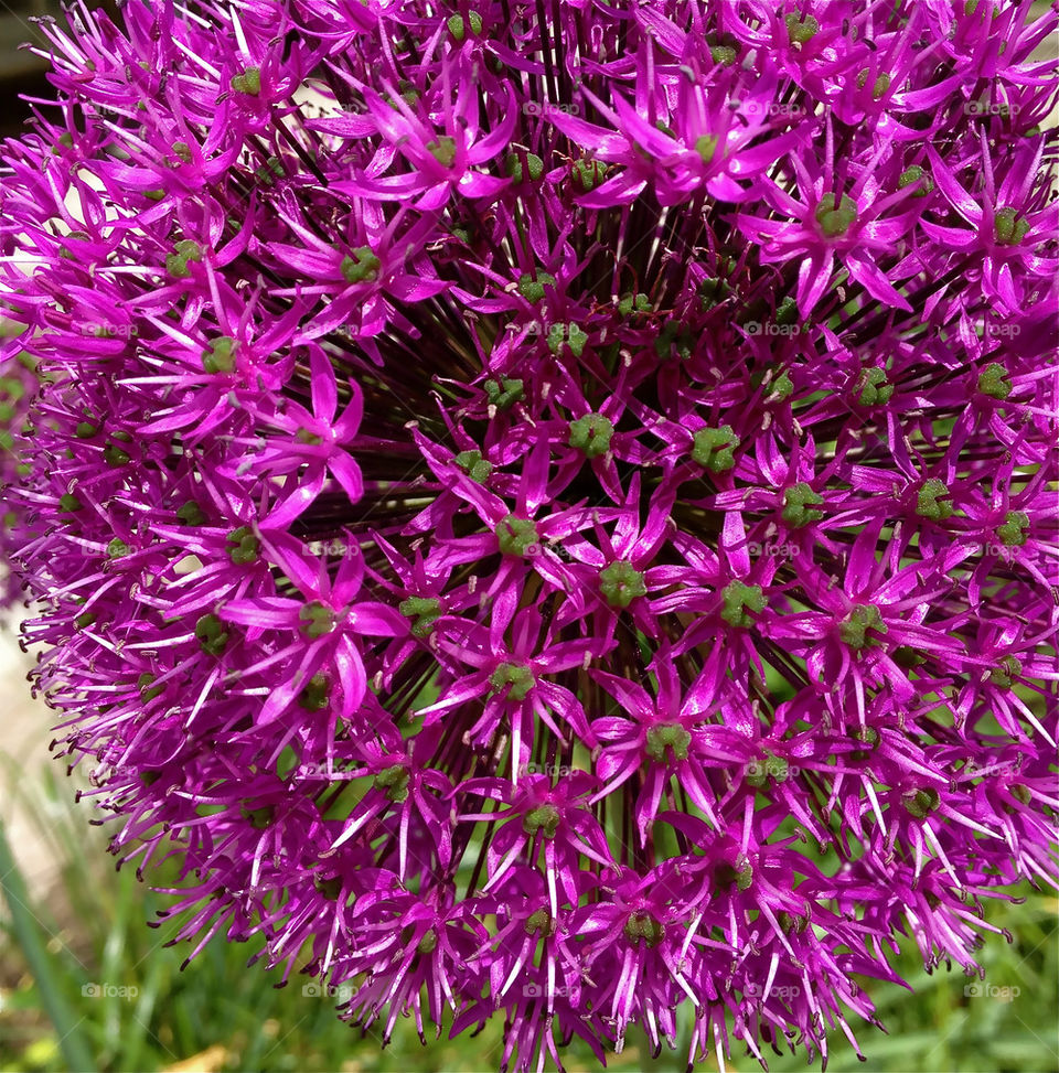 Extreme close-up of flowers