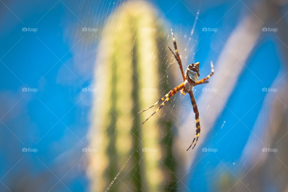 Spider in web by cactus 