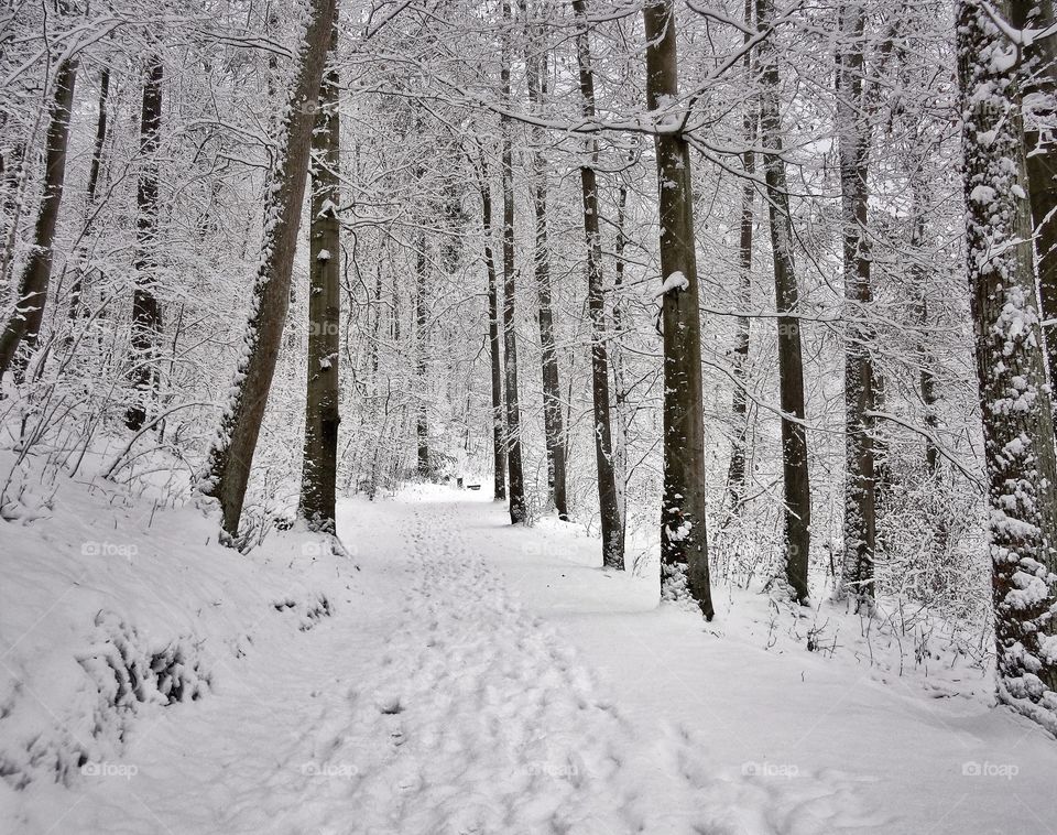 Winter forest