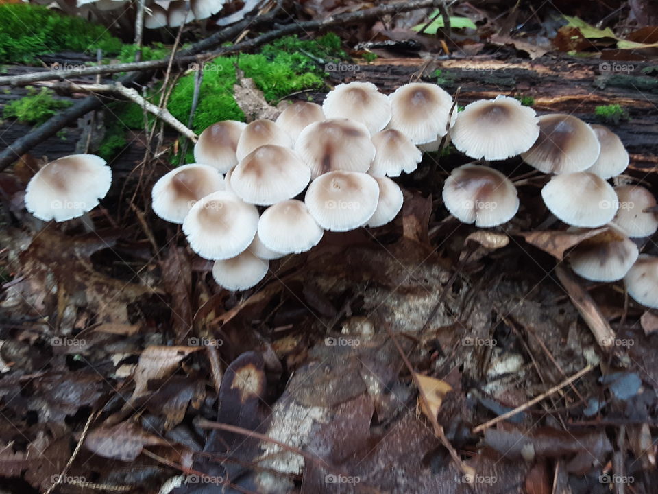 autumn mushrooms