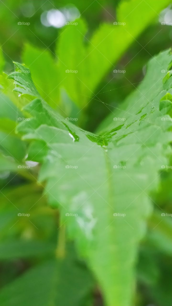 Green leaves watered by rain droplets 💦💧 beautifull pic of nature can be used for nature related purpose photography