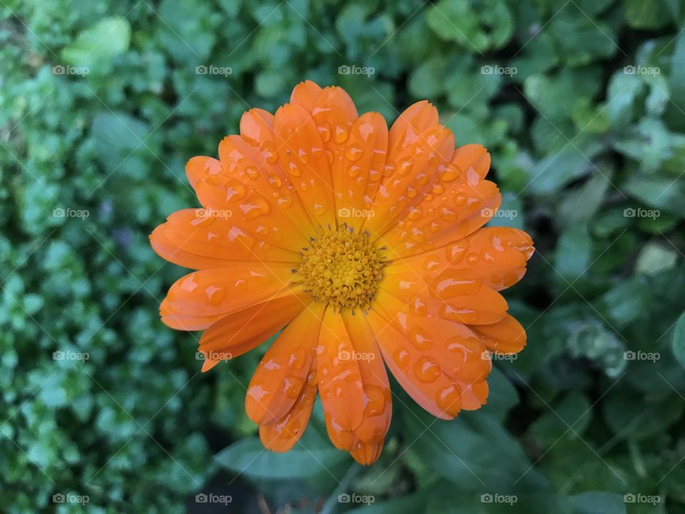 One orange flower