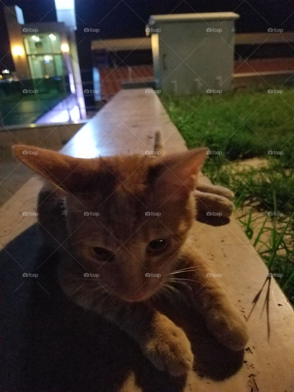 a small kitten poses for a picture outside of old antalya turkey