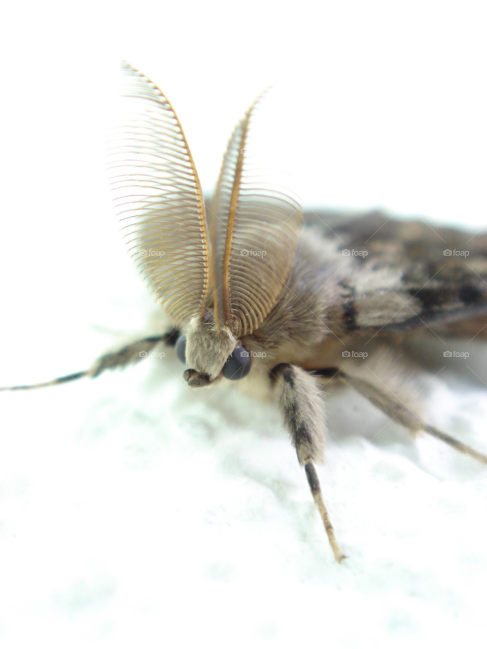 night eye insect bug by Bea