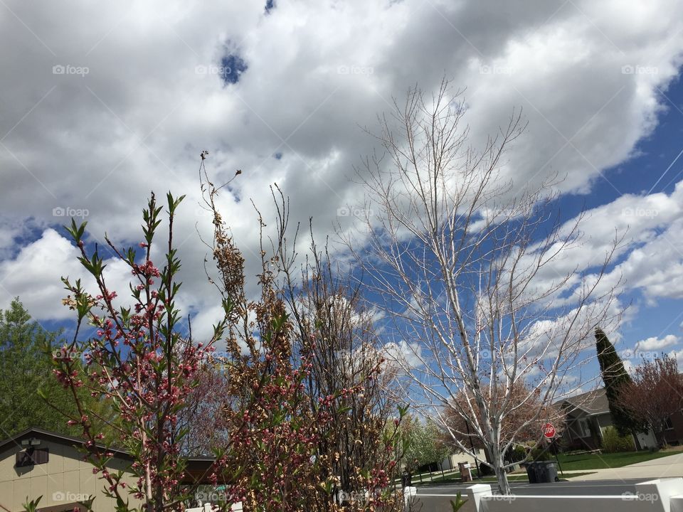 Storm Clouds and Trees