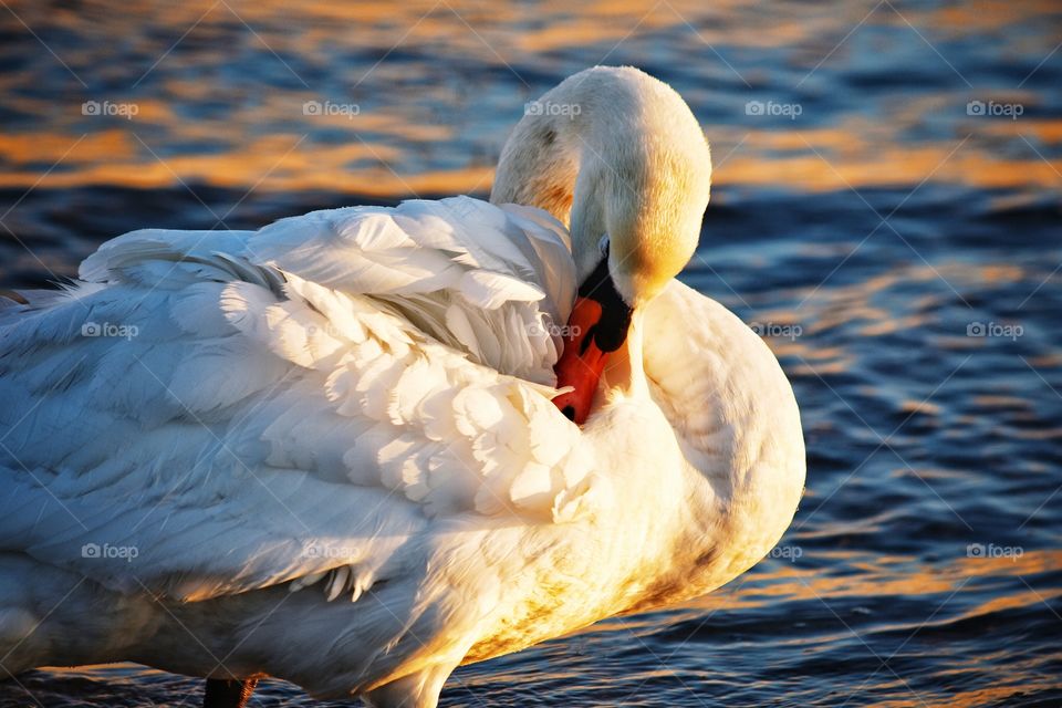 Swan, Bird, Water, Waterfowl, Duck