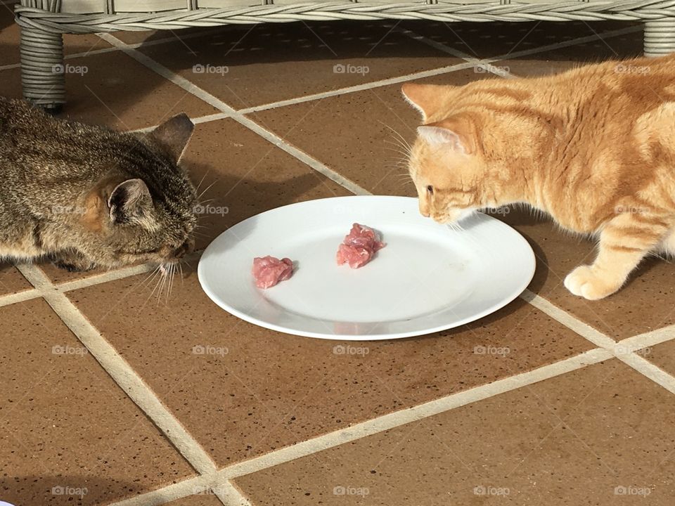 Two pieces of food for 2 cats 